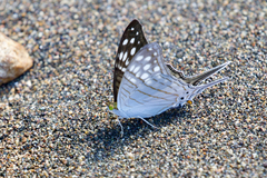 Marpesia merops