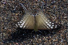 Marpesia merops