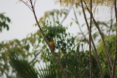 Icterus pustulatus