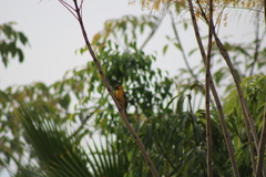 Icterus pustulatus