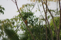 Icterus pustulatus