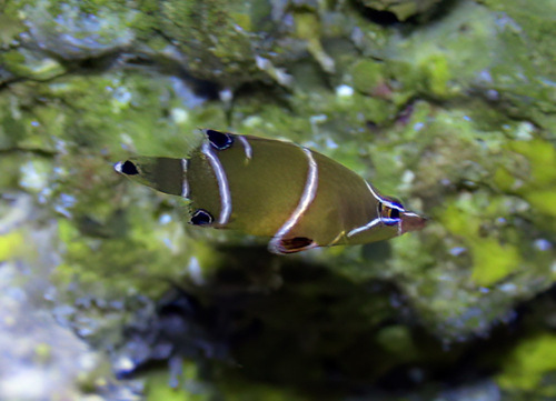 Wetmorella albofasciata observed 2015-01-19