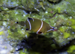 Wetmorella albofasciata