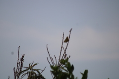 Leiothlypis ruficapilla