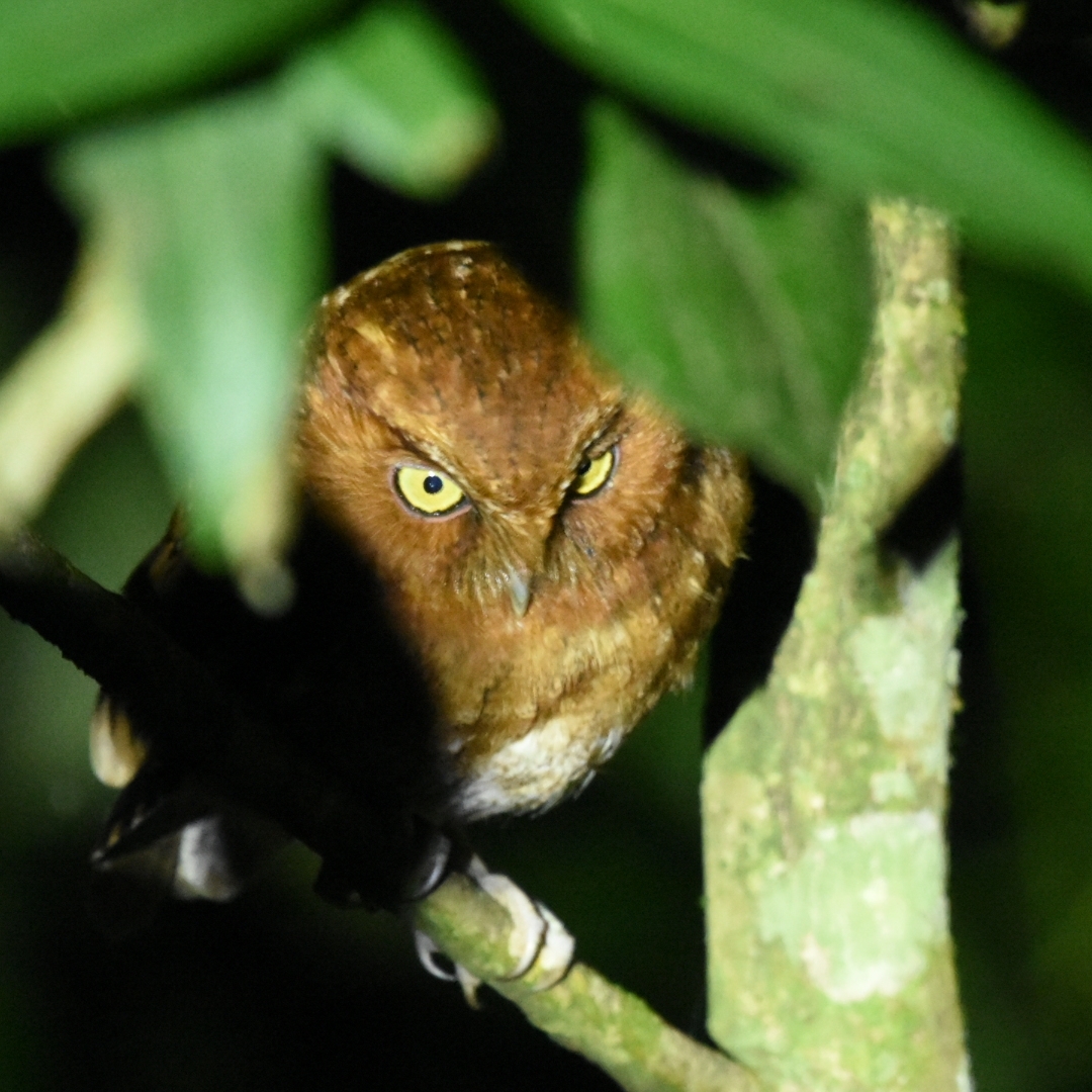 Santa Marta Screech Owl (Megascops gilesi), photo 6