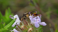 Exomalopsis