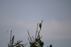 Leiothlypis ruficapilla