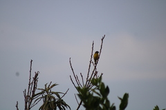 Leiothlypis ruficapilla