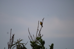 Leiothlypis ruficapilla