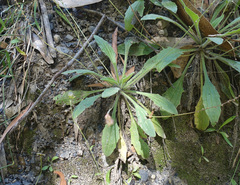 Plantago debilis