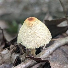 Lepiota maculans