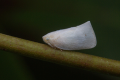 Sanurus