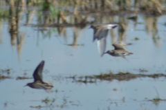 Calidris fuscicollis