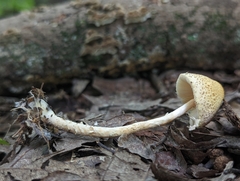 Lepiota maculans