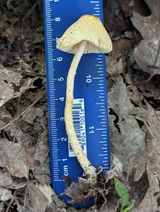 Lepiota maculans