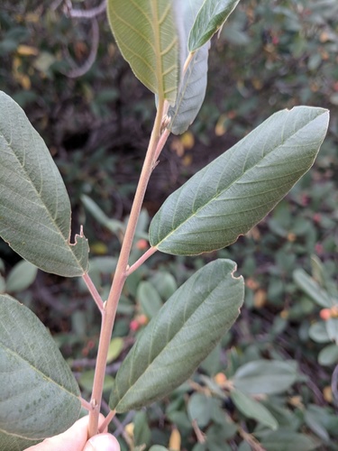 Frangula californica