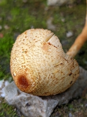 Lepiota maculans