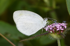 Eurema daira sidonia