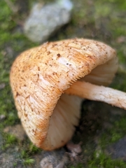 Lepiota maculans