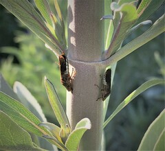 Homalodisca vitripennis