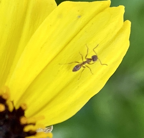 iNaturalist observation photo of Argentine Ant