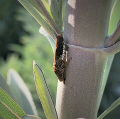 Homalodisca vitripennis