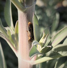 Homalodisca vitripennis