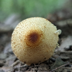 Lepiota maculans