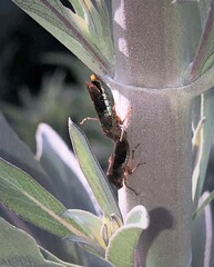 Homalodisca vitripennis