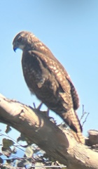 Buteo jamaicensis