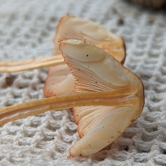 Lepiota maculans