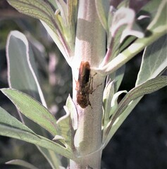 Homalodisca vitripennis