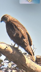 Buteo jamaicensis