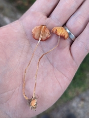 Lepiota maculans