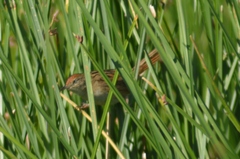 Spartonoica maluroides