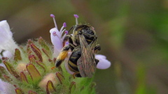 Exomalopsis