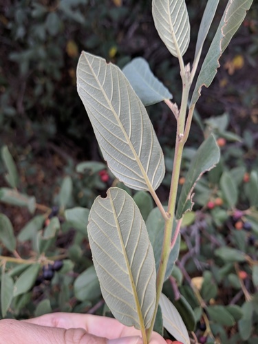Frangula californica