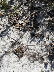 Sceloporus woodi