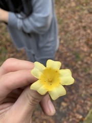 Gelsemium sempervirens