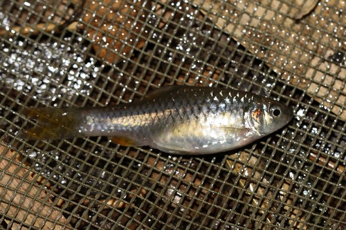 Redspot barb (Enteromius kerstenii) — Cyprinidae — 4