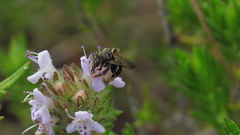 Exomalopsis