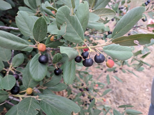 California buckthorn (Frangula californica)