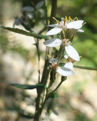Olearia myrsinoides