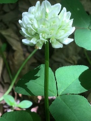 Trifolium stoloniferum