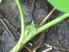 Trifolium stoloniferum