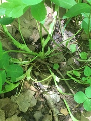 Trifolium stoloniferum