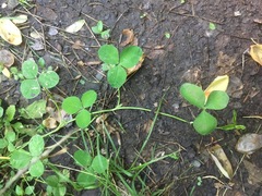 Trifolium stoloniferum