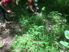 Trifolium stoloniferum