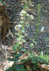 Olearia myrsinoides