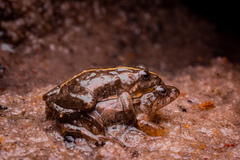 Pseudopaludicola falcipes